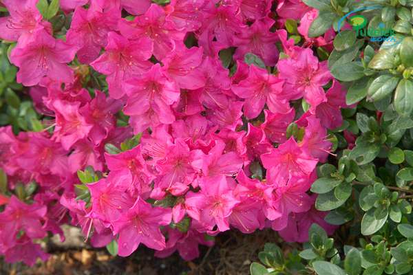 Azalia japońska Hans Sholl